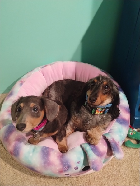 Entry image for Daisy & Maximus. Clicking this image will show a larger photo