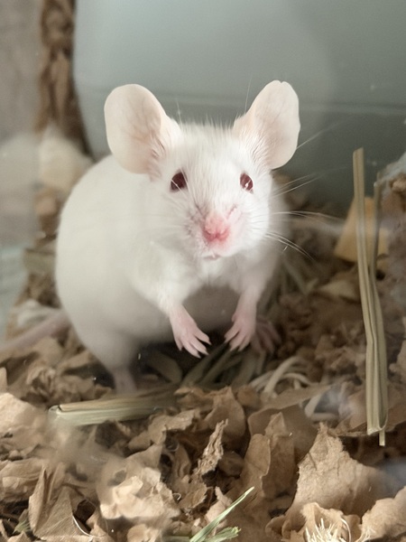 Entry image for Minnie. Clicking this image will show a larger photo