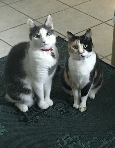 Entry image for Tipsy and Savannah. Clicking this image will show a larger photo