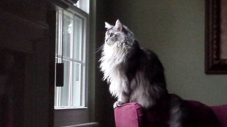 Entry image for Grady. Clicking this image will show a larger photo