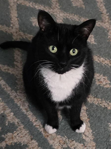 Entry image for Tink. Clicking this image will show a larger photo