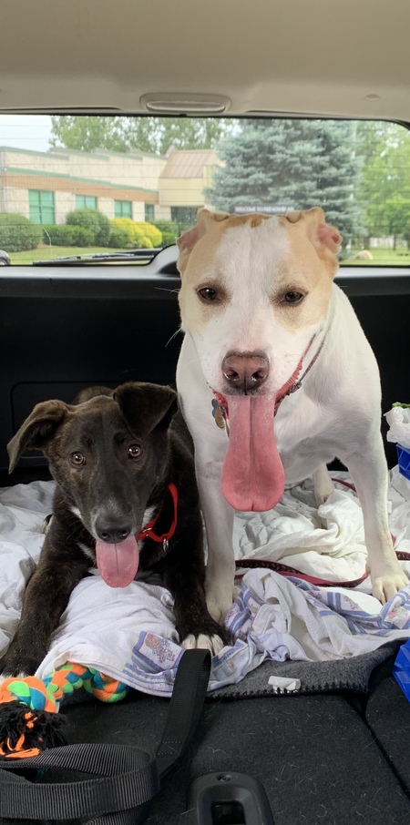 Entry image for Ginger and Clifford . Clicking this image will show a larger photo