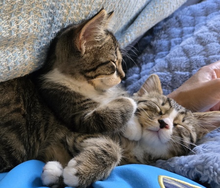 Entry image for Leo and Lilly. Clicking this image will show a larger photo