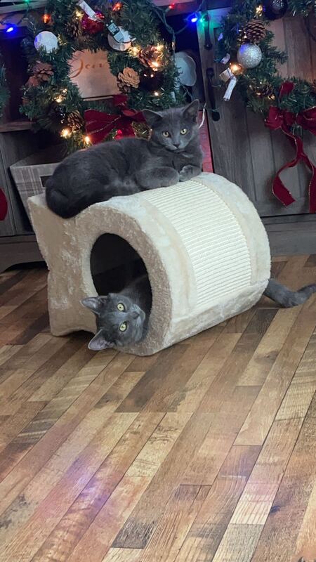Entry image for Sam and Minnie . Clicking this image will show a larger photo