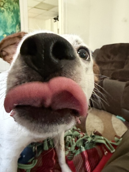 Entry image for Dottie. Clicking this image will show a larger photo