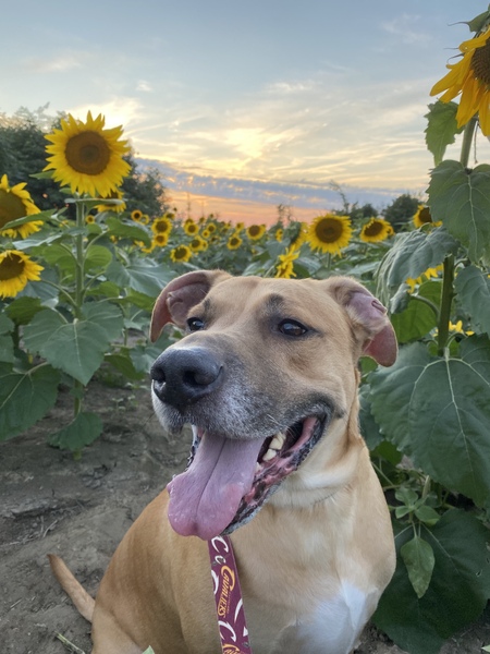 Entry image for Brody. Clicking this image will show a larger photo