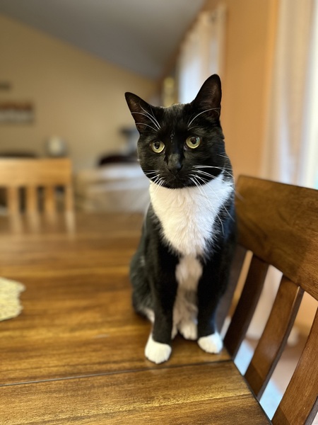 Entry image for Minnie. Clicking this image will show a larger photo