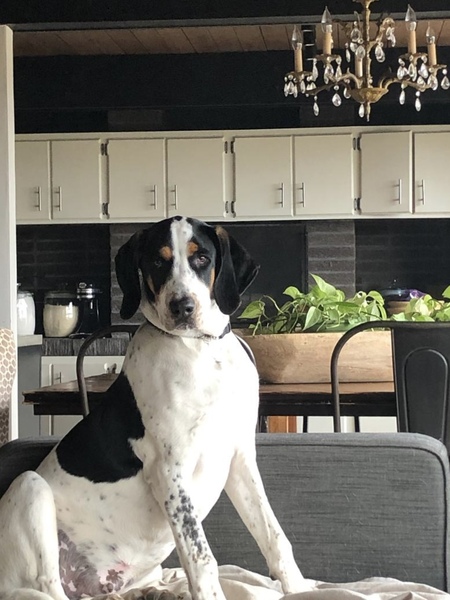 Entry image for Charlie. Clicking this image will show a larger photo