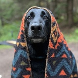 Entry image for Jake