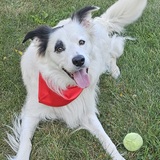 Entry image for Aengus