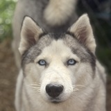 Entry image for Luna