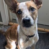 Entry image for Noodle