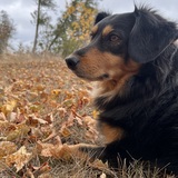 Entry image for Phoebe