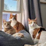 Entry image for Mel, Willie & Jinks