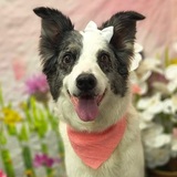 Entry image for KP (Killer Puppy)