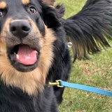 Entry image for Charlie