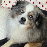 Entry image for Watson