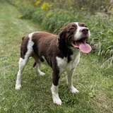 Entry image for Charlie
