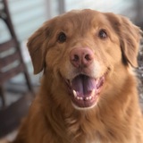 Entry image for Gus the Magnificent 