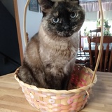 Entry image for Molly (her Humane Society of Southern Wi name was Dazzler)