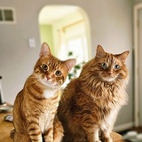 Entry image for Opie & Cheddar