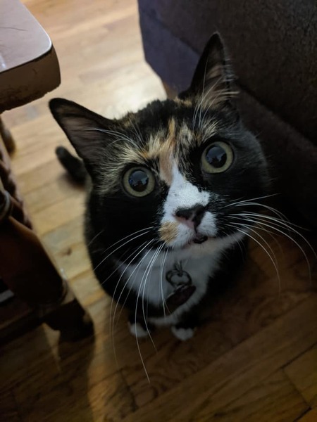 Entry image for Cat. Clicking this image will show a larger photo