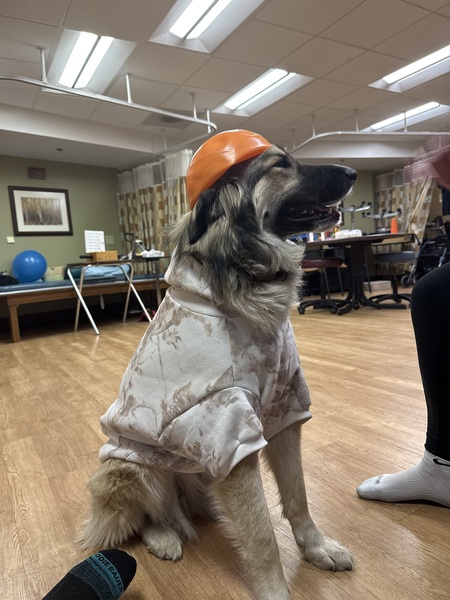 Entry image for Beatrice. Clicking this image will show a larger photo