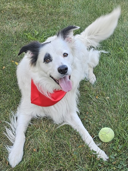 Entry image for Aengus. Clicking this image will show a larger photo