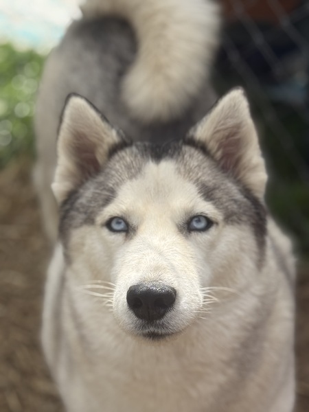 Entry image for Luna. Clicking this image will show a larger photo