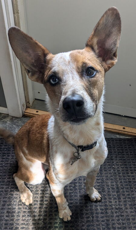 Entry image for Noodle. Clicking this image will show a larger photo