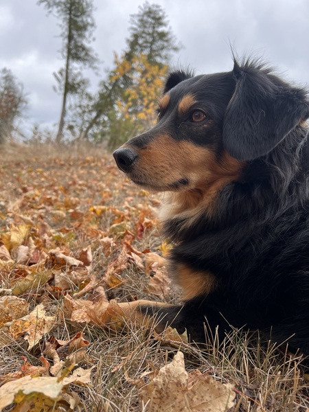 Entry image for Phoebe. Clicking this image will show a larger photo