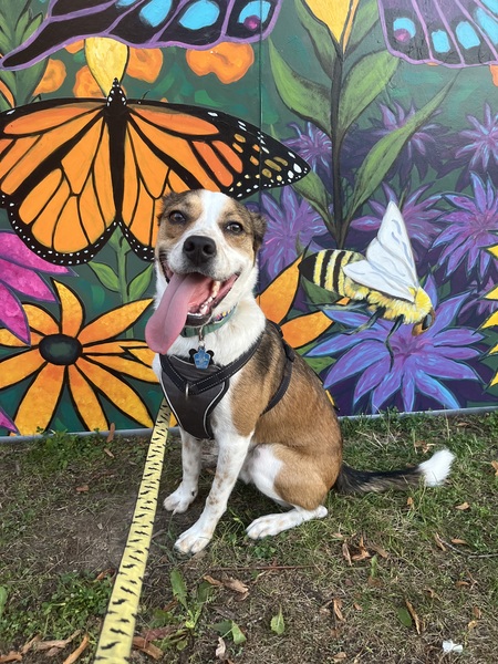 Entry image for Lincoln. Clicking this image will show a larger photo