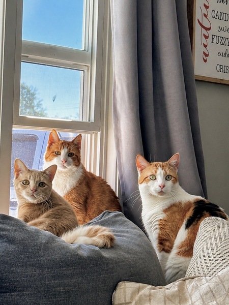 Entry image for Mel, Willie & Jinks. Clicking this image will show a larger photo