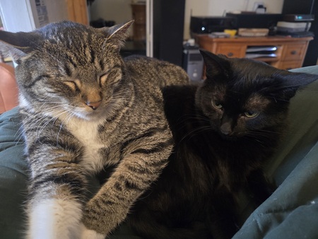Entry image for Buddy and Bim!. Clicking this image will show a larger photo