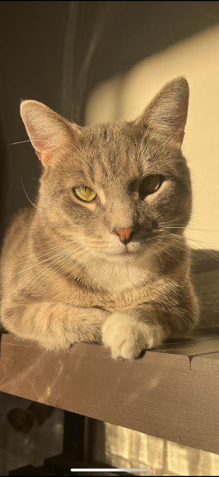 Entry image for Winston . Clicking this image will show a larger photo