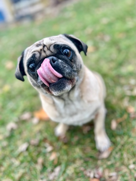 Entry image for Bug. Clicking this image will show a larger photo