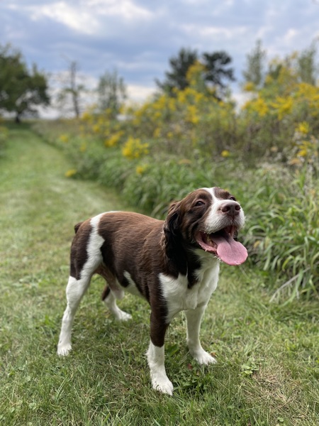 Entry image for Charlie. Clicking this image will show a larger photo