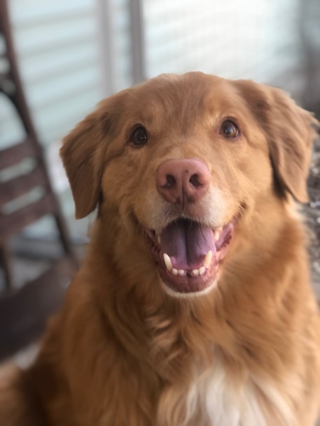 Entry image for Gus the Magnificent . Clicking this image will show a larger photo