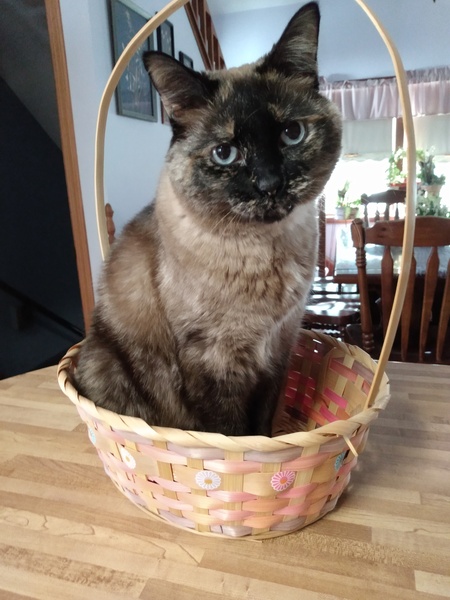 Entry image for Molly (her Humane Society of Southern Wi name was Dazzler). Clicking this image will show a larger photo