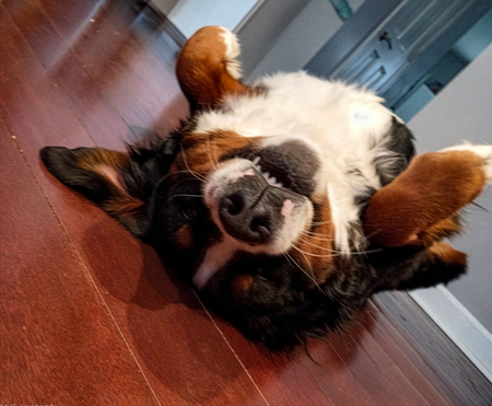 Entry image for Cocoa. Clicking this image will show a larger photo