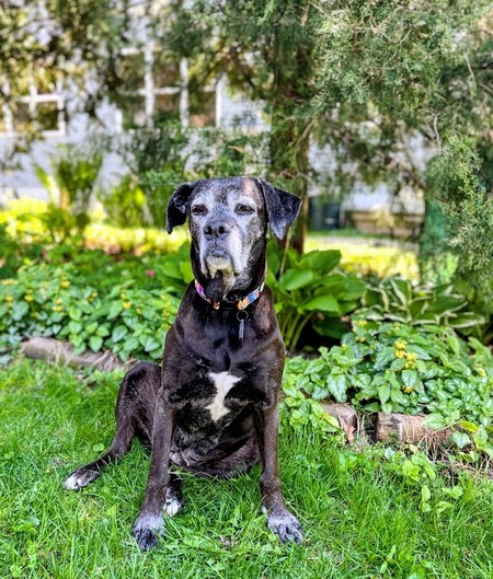 Entry image for Millie. Clicking this image will show a larger photo