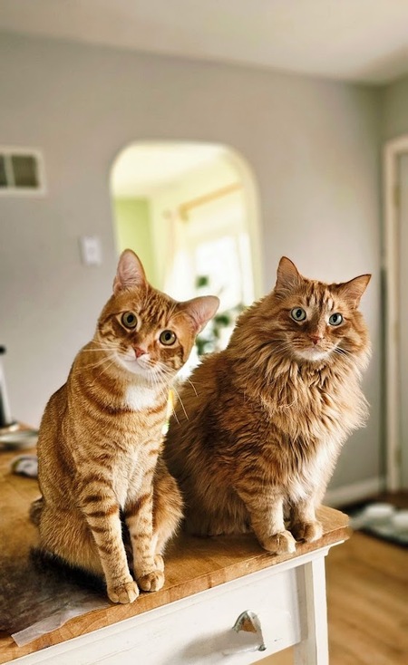 Entry image for Opie & Cheddar. Clicking this image will show a larger photo