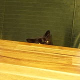 Entry image for Texas Chainsaw Meowssacre