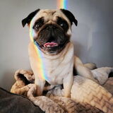Entry image for Ollie
