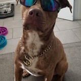 Entry image for Bella