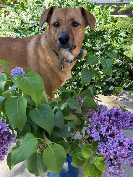 Entry image for Belle. Clicking this image will show a larger photo