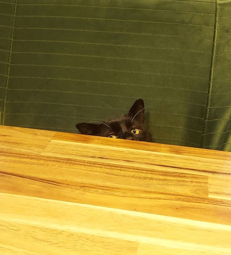 Entry image for Texas Chainsaw Meowssacre. Clicking this image will show a larger photo
