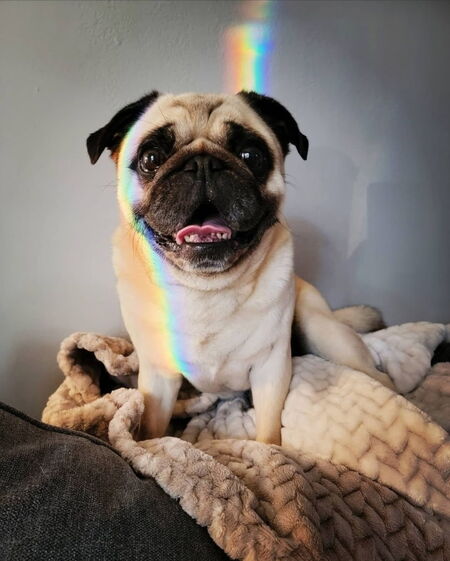 Entry image for Ollie. Clicking this image will show a larger photo