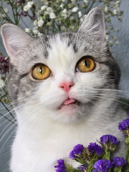 Entry image for Clover. Clicking this image will show a larger photo