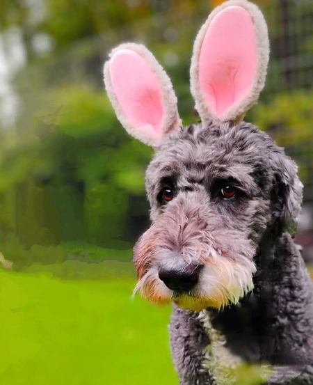 Entry image for Gus. Clicking this image will show a larger photo